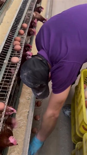 Success in poultry isn’t about luck it’s about smart prevention and consistency. Every clean drinker, dry floor, and healthy bird means your farm is moving forward. #broilerchickens #agriculture #healthychicken #NaturalFarming #farming #poultry #poultryfarming #layerchickens #farmingtips #backyardchickens | Poultry Tips