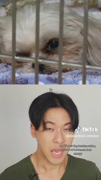 We need to talk about this mysterious disease spreading among dogs. #disease #dog