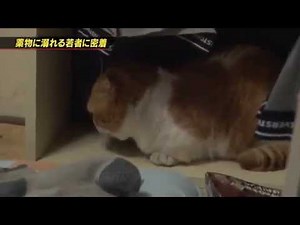 薬物に溺れる若者に密着