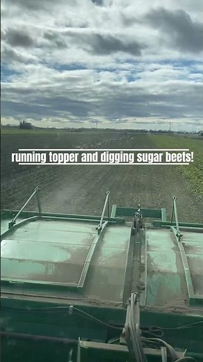 A beautiful day for diggin’ sugar beets! #sugarbeets #harvest #familyfarm