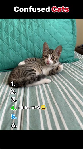 Confused Cats 🤔 | They Are So Funny 🤣🤣