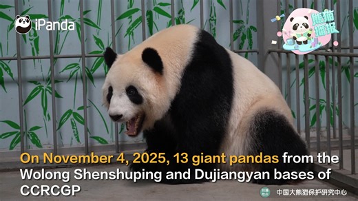 24K views · 673 reactions | On November 4, 2025, 13 giant pandas from the Wolong Shenshuping and Dujiangyan bases of CCRCGP officially moved into the Mianyang Base, accompanied by caretakers and veterinarians. Who are they? What is the new base like? Follow us to visit their new home. #panda #PandaNews #PandaFun #CCRCGP #BestJobInTheWorld #FriendshipMessenger For more panda information, please check out: https://en.ipanda.com | iPanda | Facebook