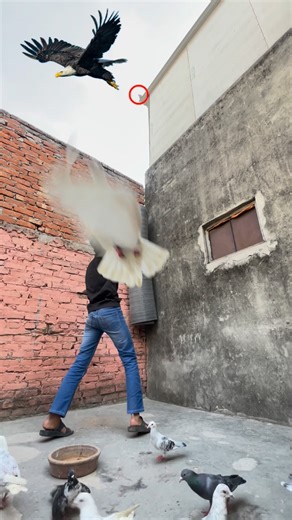 Rehan Qureshi on Instagram: "Eagle ne pets pakad liya #minivlog #vlogs"