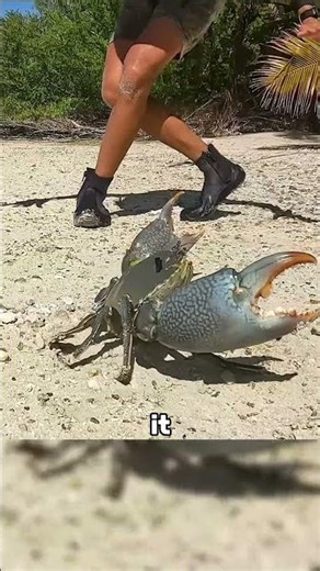 Why Mangrove Crabs Live Inside Tree Trunks 🌳 #science #interesting #animals