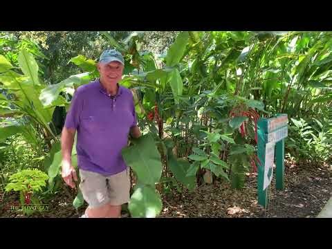 Want Big, Bold Blooms? Here’s What Heliconia Needs!