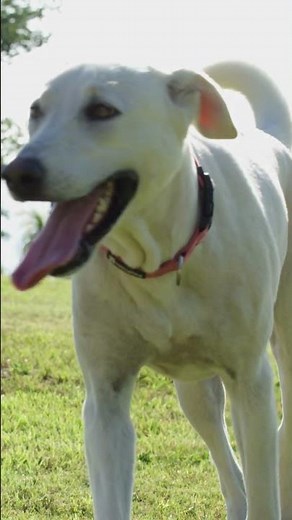 Labrador: History, Personality and Curiosities of the Breed