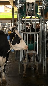 Erste Kuh-Toilette in der Schweiz wird getestet