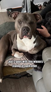 1.4M views · 10K reactions | Awkward   #americanbully #funnydog #dogcontent #funnyvideos #petlover #dogoftheday #dogmom #dogmemes #spoileddog #funnydogs #cutedog #dogowner #funnypets #dogs #doghumor | Hippo American bully | Facebook