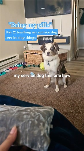 day 2 service dog tricks #servicedogintraining #servicedog #australianshepherd