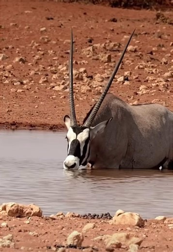 #elleafricasafaris #elleafricasafari #wildlife #safari #gamedrive