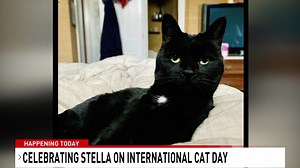 'In Ancient Egypt, they were considered Gods. Cats have not forgotten this." Thanks to my EP Drusila for putting Stella on the news today. Show me some CAT LOVE - I want to see your babes! | Julia Dunn CBS 6