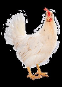 Layers egg laying chicken, business poultry farming H&N International