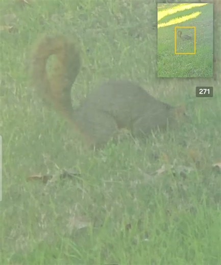 squirrel got his nut.