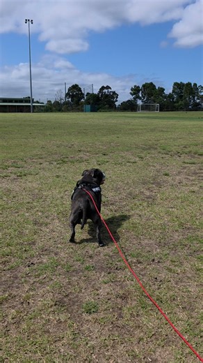 138 reactions | When you find the perfect long line for dogs, you...