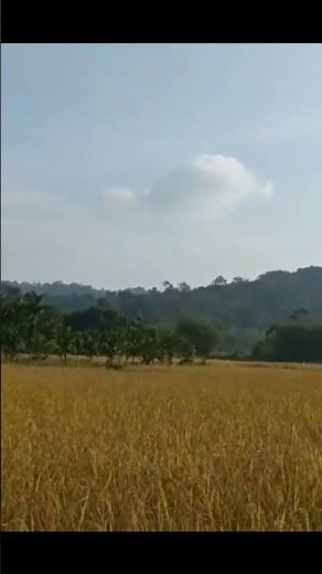 ಬಂಗಾರದ ತೆನೆ