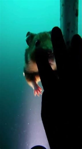 Deep Sea Hamster