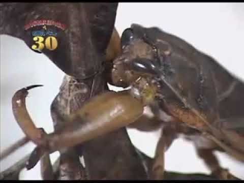 Japanese Bug Fights 4 Praying Mantis VS Japanese Giant Hornet