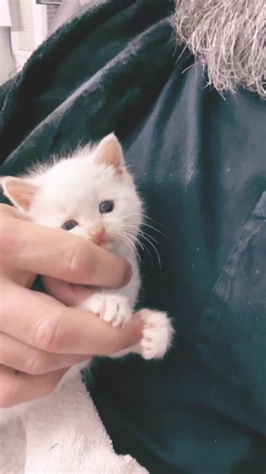 Muscles, the field kitten, 1am feeding and playt