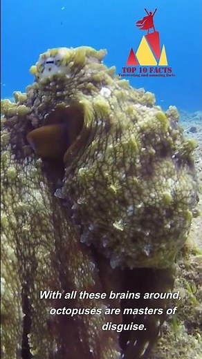 How many brains does an octopus have?