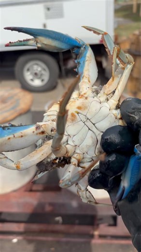 Absolutely beautiful crabs #1 males. $40.00 a doz | Decatur's Crabs