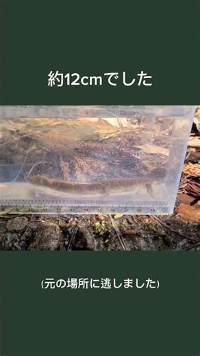 準絶滅危惧種のトウホクサンショウウオを見つけました#shorts #サンショウウオ #山暮らし #絶滅危惧種 #生物 #生態観察 #アウトドア