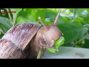 Big Snail eating fruits and vegetables | a snail eating. WHAT DO LAND SNAILS EAT?