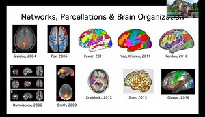 Thomas Yeo: Human brain network organization across different timescales – Lifeboat News: The Blog
