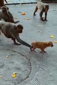 The daily life of wild monkeys in the forest. Daily activities of wild monkeys. Monkey teases puppy(4) | Monkey Dody