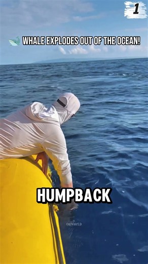Top 5 Most Unbelievable Animal Moments Ever Caught on Camera 😱