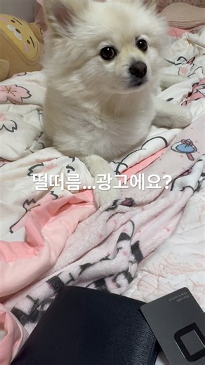 품절됐던 디센트 S 코인카드지갑🥰 #광고