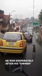 10K views · 579 reactions | This little dog was abandoned by his owner, who took a taxi to get as far away from him as possible. But she never imagined that he would run after her relentlessly, just to see how she would be pun!shed for her cru3l actions. | The Kiwi | Facebook