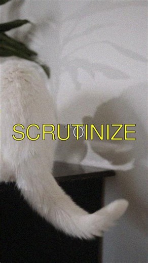 The Mystery of Cat Purring Not Always a Sign of Happiness Many people think purring...