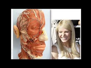 Anatomy of wrinkle lines and Botox injection sites • Video • MEDtube.net