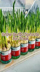 2.6K views | Grow Garlic Sprouts In Home #garlic #gardening #homegarden #indoorplants #garlicsprouts #gardeningtips | Gardening & Landscape Ideas | Facebook