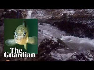 Rare, cave-dwelling fish appear to have earthquake survival skills