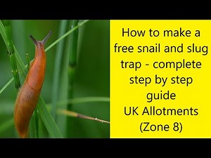 How to make a free slug and snail trap - a complete step by step guide - UK Allotment (Zone 8)
