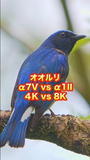 【オオルリ 鳴き声】α7V vs α1II (4k映像 vs 8k映像) 超至近距離で実質1120mmの野鳥撮影 #オオルリ #α1II #α7V #8K映像 #野鳥撮影 #オオルリ鳴き声 #4k映像