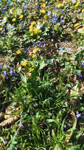 Spring has come, and the first flowers have started blooming