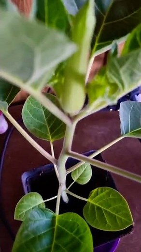 Growing Datura Stramonium