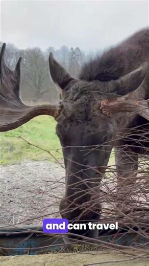 Moose in Europe. The Largest Deer and Why Management Matters | FACE