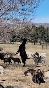🐐No More Goats. For 25 years in Colorado Springs, dozens of goats have visited the community garden area near Bear Creek Park to help mitigate the noxious weeds. That tradition is over. According to a Fox21 news article: "After careful consideration, it was determined that the goats would not be returning at this time due to cost, timing, and the availability of other effective weed management practices,” said a spokesperson with El Paso County. The goats had been grazing on and taking out inva