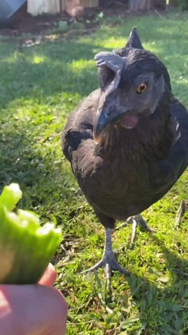 Chicken eating a cucumber!