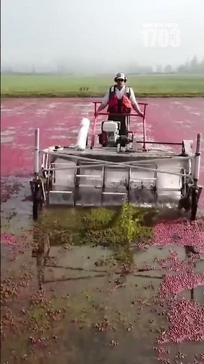 Discover the Mesmerizing Cranberry Harvest Process!