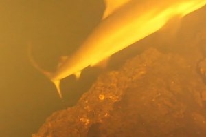Sharkcano: Underwater volcano erupts, surrounded by presumed mutated sharks