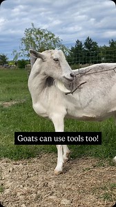 376 reactions · 9 comments | Did you know that goats use tools? People are always surprised when we post videos of it. We have witnessed Arnold and Annie (two goats born without horns) use sticks to scratch their sides . Sometimes it takes them a bit to figure out the best grip on the stick, but they always work it out. Winston may prefer to use sticks to hit his siblings, but Arnold has it all figured out. Good work clever boy ❤️ | Black Goat Farm and Sanctuary | Facebook