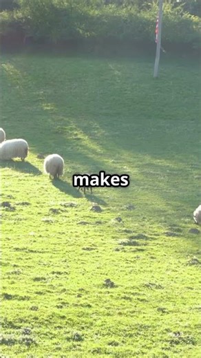 Finding Peace - Scriptures for Calmness #prayer