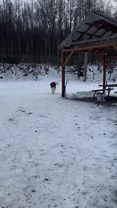 Finn, Elliot, Wren, and Peter | Peters Creek Pet Boarding