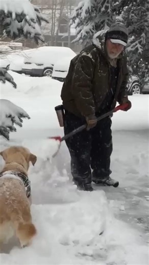 Golden Retriever vs. Snow Shovel: The Ultimate Battle! ❄️🐶