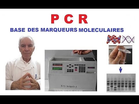 PCR (polymérisation en chaîne de ADN). Base des marqueurs moléculaires