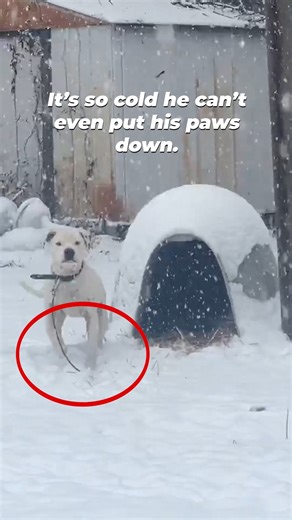 Freezing, alone, and chained to a plastic doghouse💔 Domino’s chance of surviving the winter was dropping with every snowfall. But our team shows up in all weather extremes to give dogs like Domino a fighting chance. Chaining MUST be banned! https://www.peta.vg/45hd | PETA (People for the Ethical Treatment of Animals)